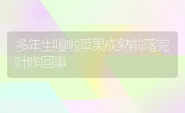 多年生嘎啦苹果成熟前落完叶咋回事 | 瓜果种植