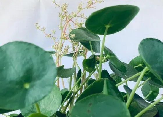 植物百科|镜面草开花吗 开的花是什么样子的