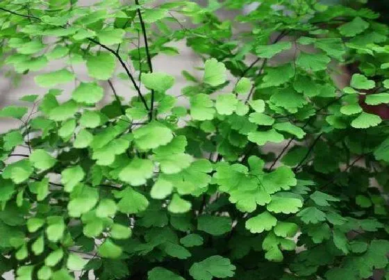 植物种类|铁线蕨是木本植物吗