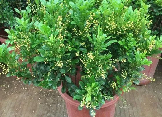 冬天植物|米兰可耐多少度低温
