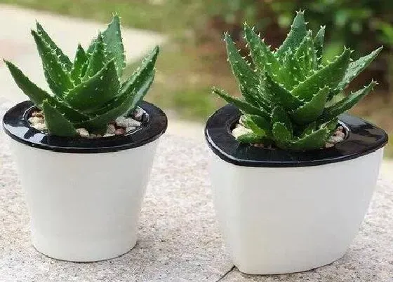 烂根|不夜城芦荟没根能活吗