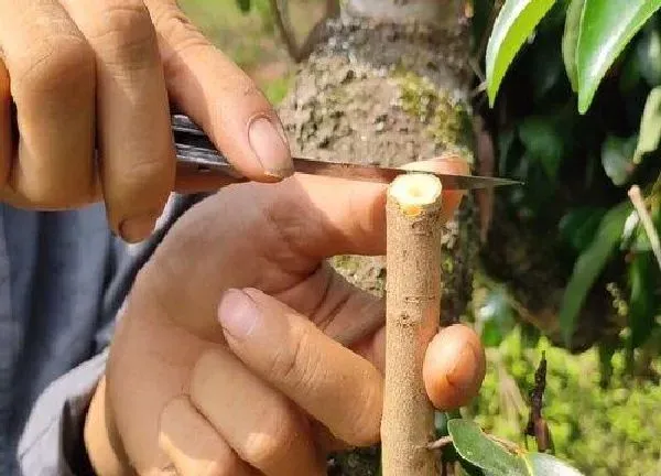 植物发芽|荔枝芽接最佳时间和技术方法