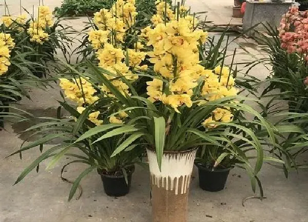 养殖方法|蕙兰怎么养殖才长得好