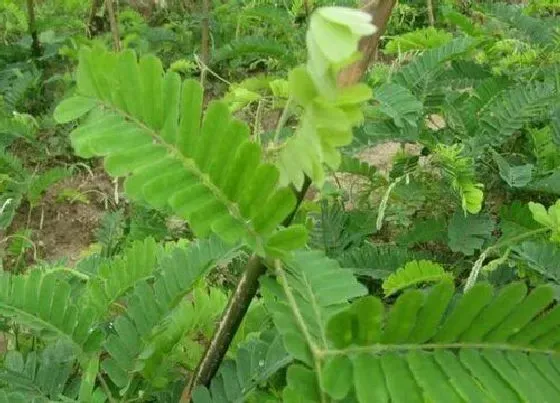 植物百科|和叶下珠很像的草