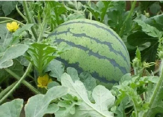 植物繁殖|无籽西瓜怎么繁殖后代 繁殖方法
