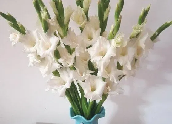 种植管理|进口剑兰几月份种植合适