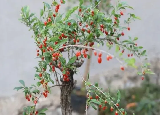 冬天植物|枸杞怕冻吗