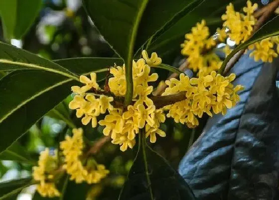 开花时间|金桂树什么时候开花 开花时间是几月