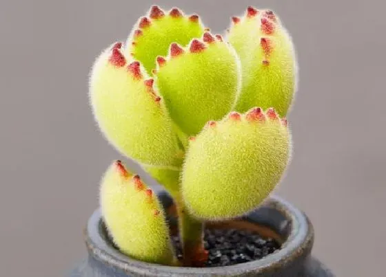 植物施肥|熊童子喜肥吗 喜欢施什么肥料
