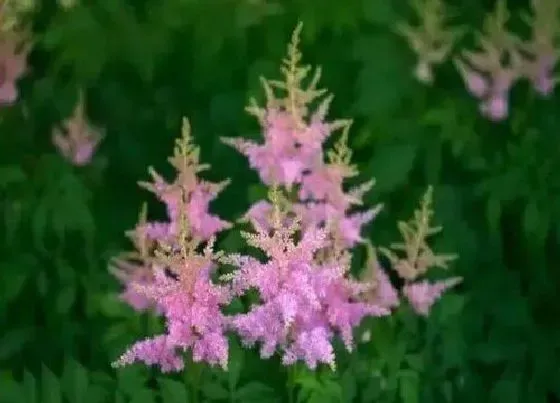 植物百科|耐阴宿根花卉有哪些