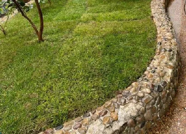 植物浇水|草坪多久浇一次水