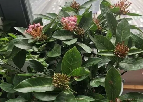 植物百科|四季开花不断的花卉有哪些