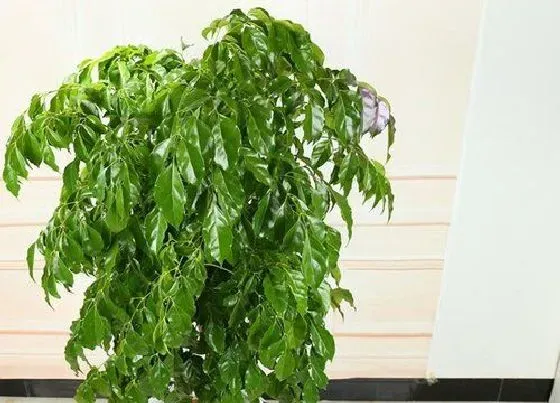 种植位置|幸福树可以种在家门口吗