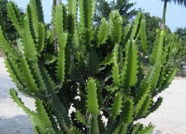植物浇水|龙骨可以用啤酒浇吗