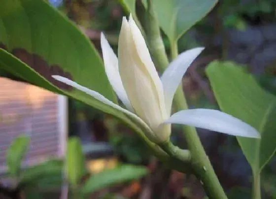 植物修剪|黄桷兰开花后怎么修剪