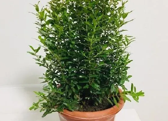 种植土壤|石榴盆栽配土方法与种植土壤