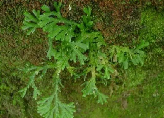 功效常识|还阳草的功效与作用