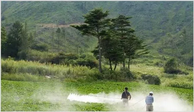 夏季使用农药要注意哪些问题？ | 植物病害