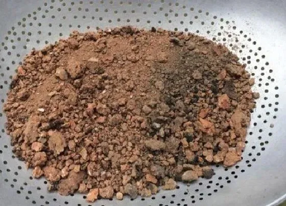 种植土壤|盆栽君子兰用什么土最好（养殖君子兰土壤怎么配置最适合）
