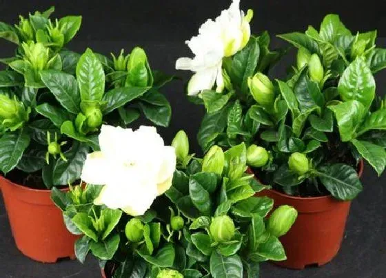开花时间|小叶栀子花一年开几次花