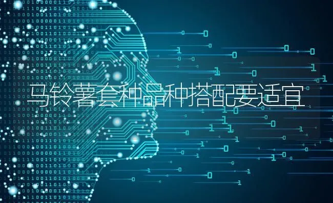 马铃薯套种品种搭配要适宜 | 粮油作物种植