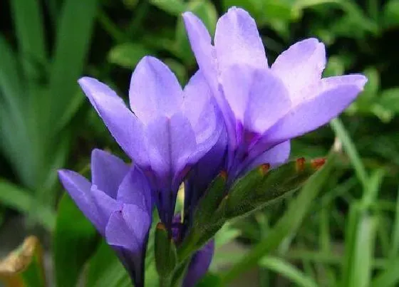 花语|紫色百合花代表什么意思