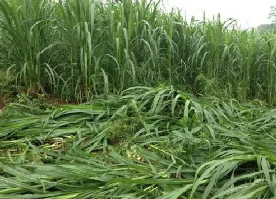 种植方法|皇竹草套种什么好