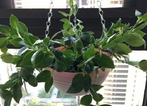 植物百科|适合垂吊的花卉有哪些