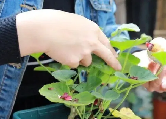 植物修剪|天竺葵怎么修剪方法