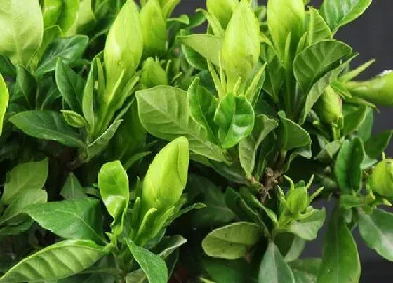 开花时间|小叶栀子花一年开几次花