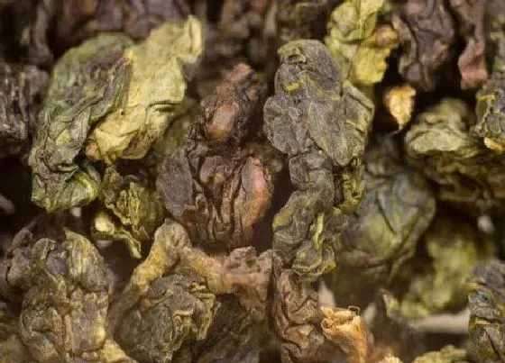 植物产地|大红袍原产地在哪里