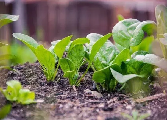 种植方法|春菠菜种植时间和方法