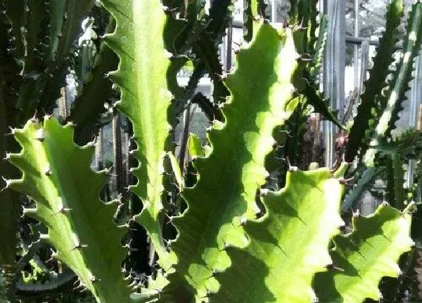 植物浇水|龙骨可以用啤酒浇吗