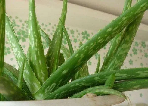植物换土|芦荟怎么换土换盆