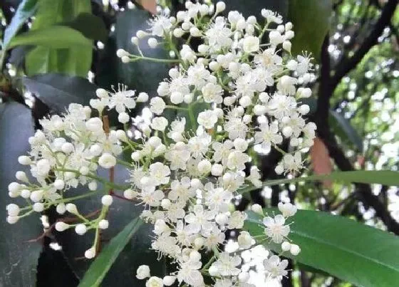 开花时间|石楠什么时候开花 开花期多长时间