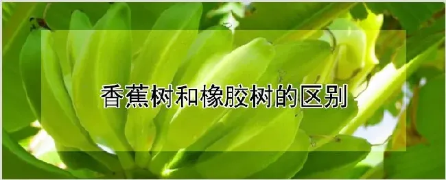 香蕉树和橡胶树的区别 | 养殖技术