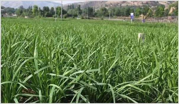 夏季韭菜种植管理注意事项 | 农业科普