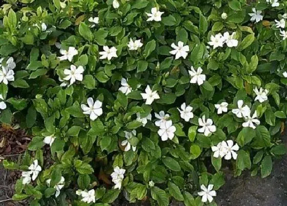 开花时间|小叶栀子花一年开几次花