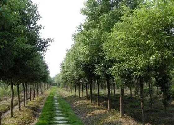 植物种类|香樟树是什么树种 又叫什么树