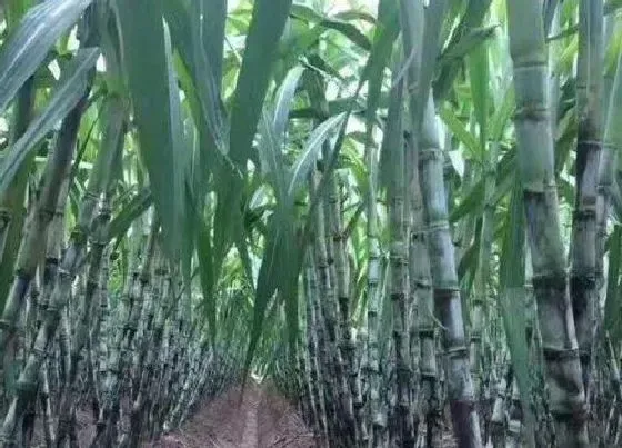 植物产地|广西哪里的甘蔗最出名（目前哪里产的甘蔗口感最好）