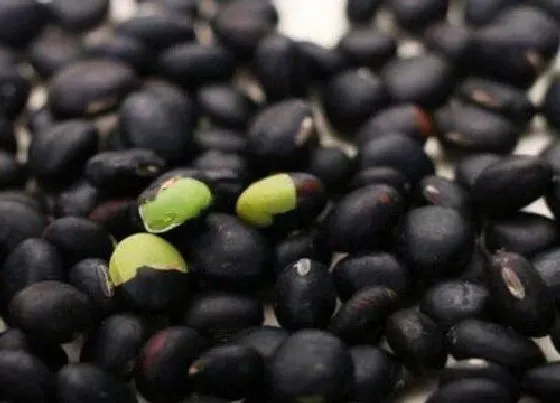 植物泡水|黑豆可以泡水喝吗