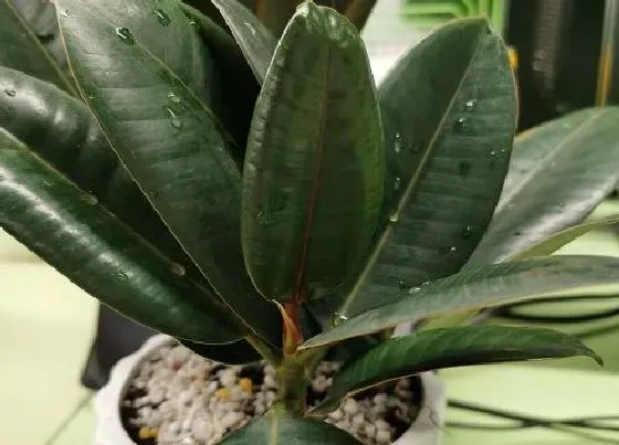 植物百科|橡皮树对人身体有害吗