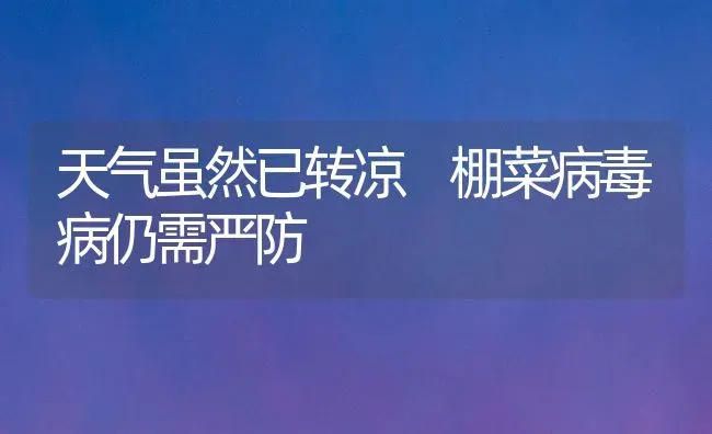 天气虽然已转凉 棚菜病毒病仍需严防 | 蔬菜种植