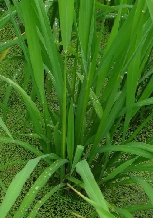 植物病害|水稻穗颈瘟的防治方法（水稻穗颈瘟喷什么药预防最好）