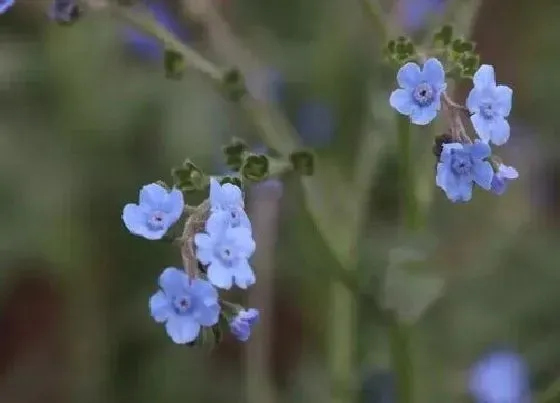 习性特点|老鼠草是什么样子的
