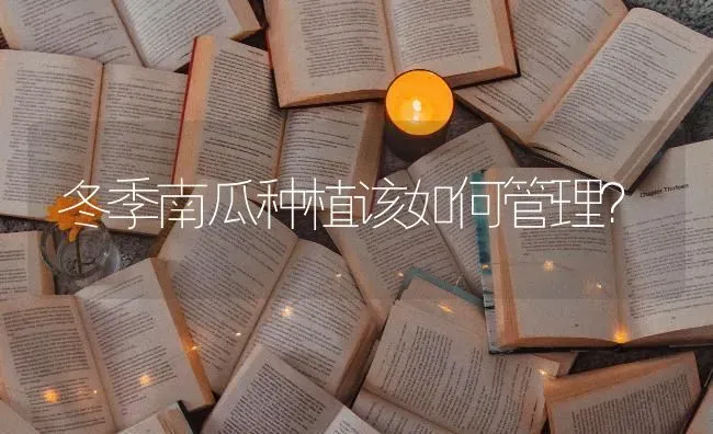冬季南瓜种植该如何管理？ | 植物种植百科