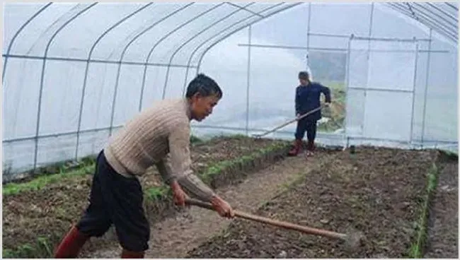 早春番茄如何育苗？注意什么 | 养殖技术