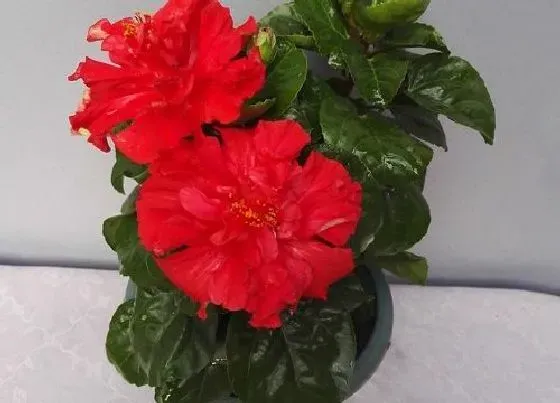 植物修剪|木菊怎么修剪方法