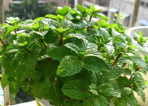 植物香味|薄荷有香味吗