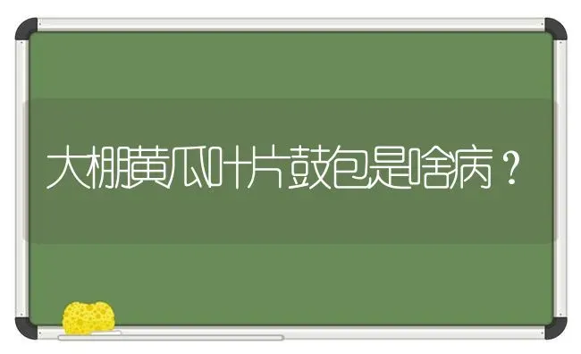 大棚黄瓜叶片鼓包是啥病？ | 蔬菜种植